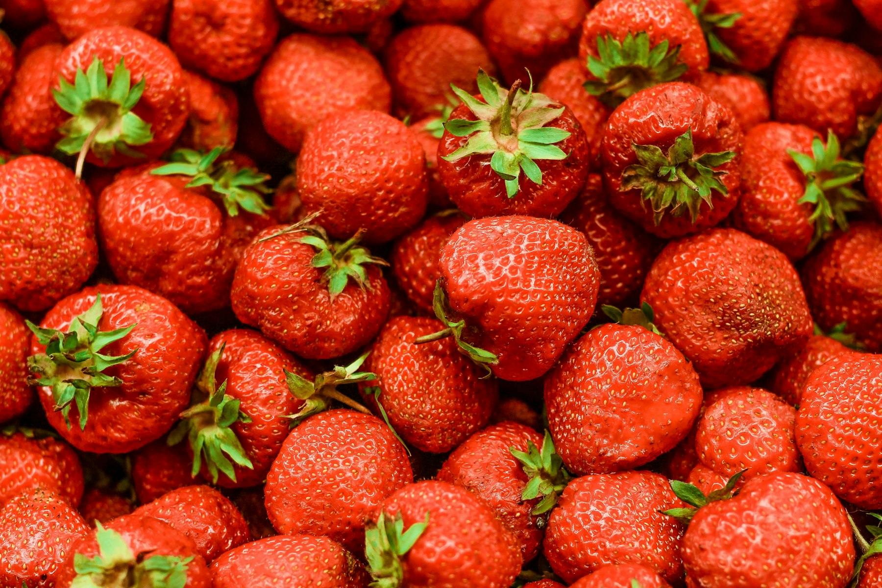 Fresh harvested strawberries for global trade