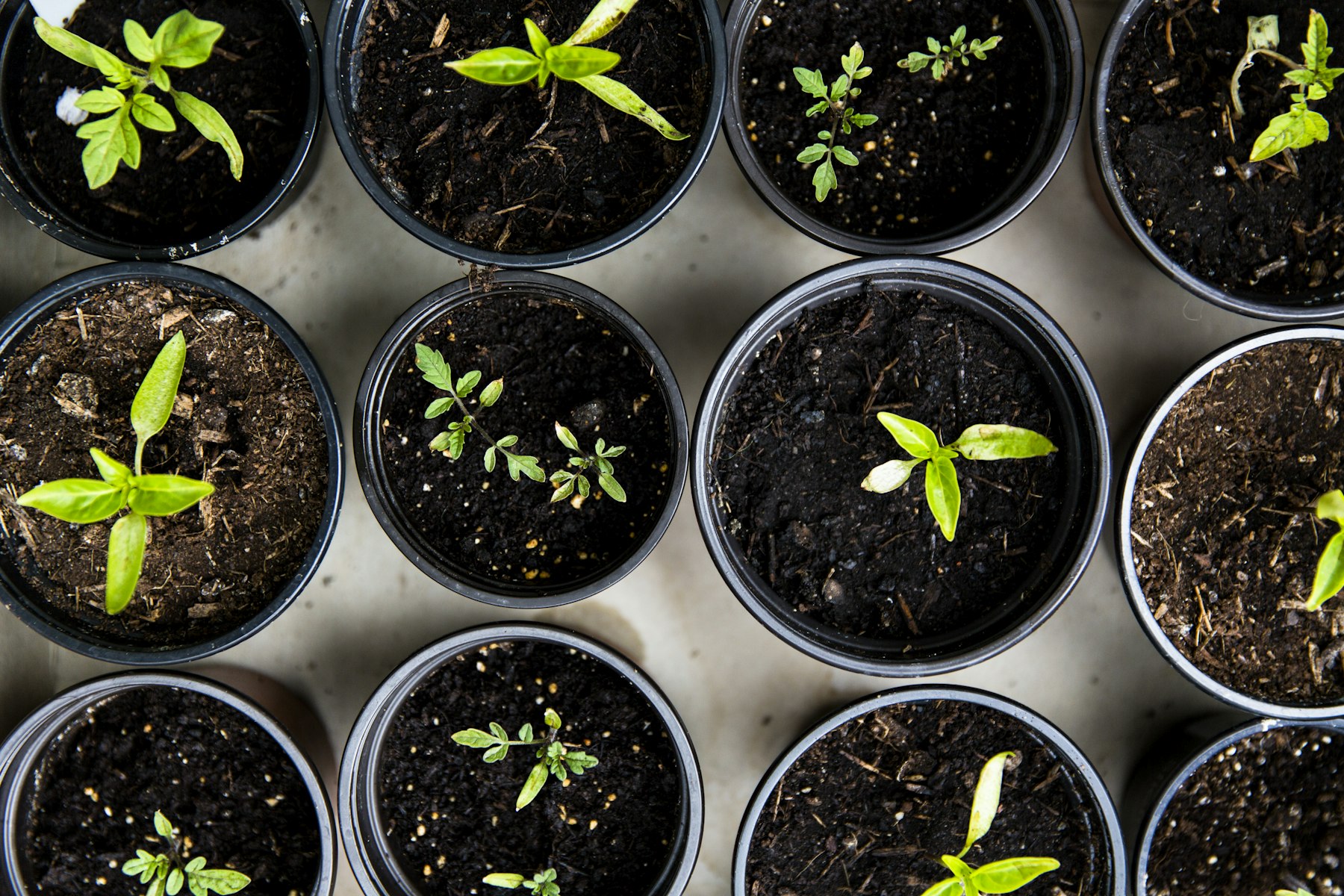 Young plants representing sustainable farming